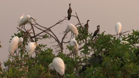 colony of great egrets and reed cormorants on a tree in southern africa