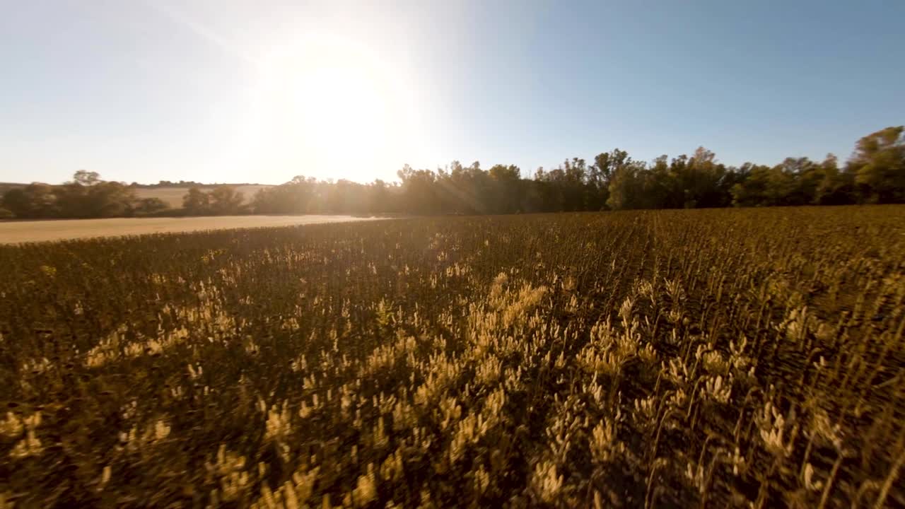 recorrido en cámara lenta por un campo de girasol seco con el sol en la imagen