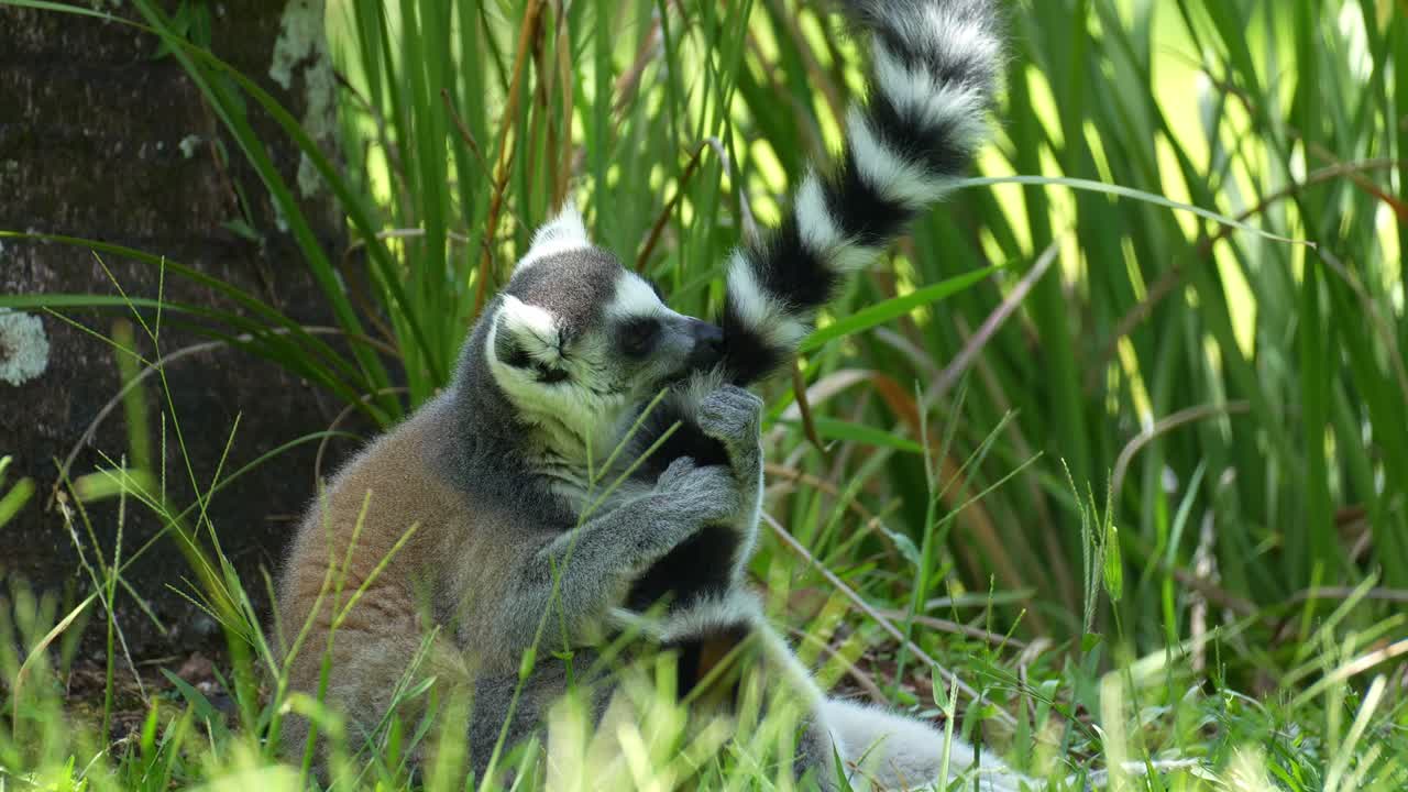 Um lêmure-de-cauda-anelada (Lemur catta) está sentado na grama, segurando e cuidando de sua distinta e longa cauda com anéis pretos e brancos, foto de perto