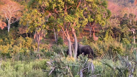 un elefante africano caminando por el safari a primera hora de la tarde mientras el sol se pone-1