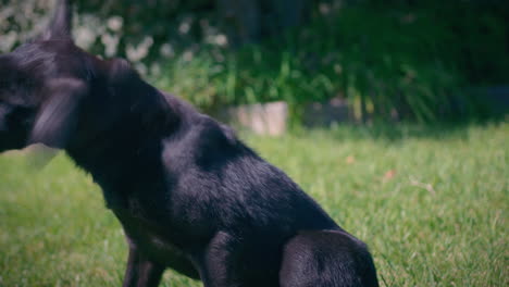 cute black adolescent dog in a garden starring at the horizon