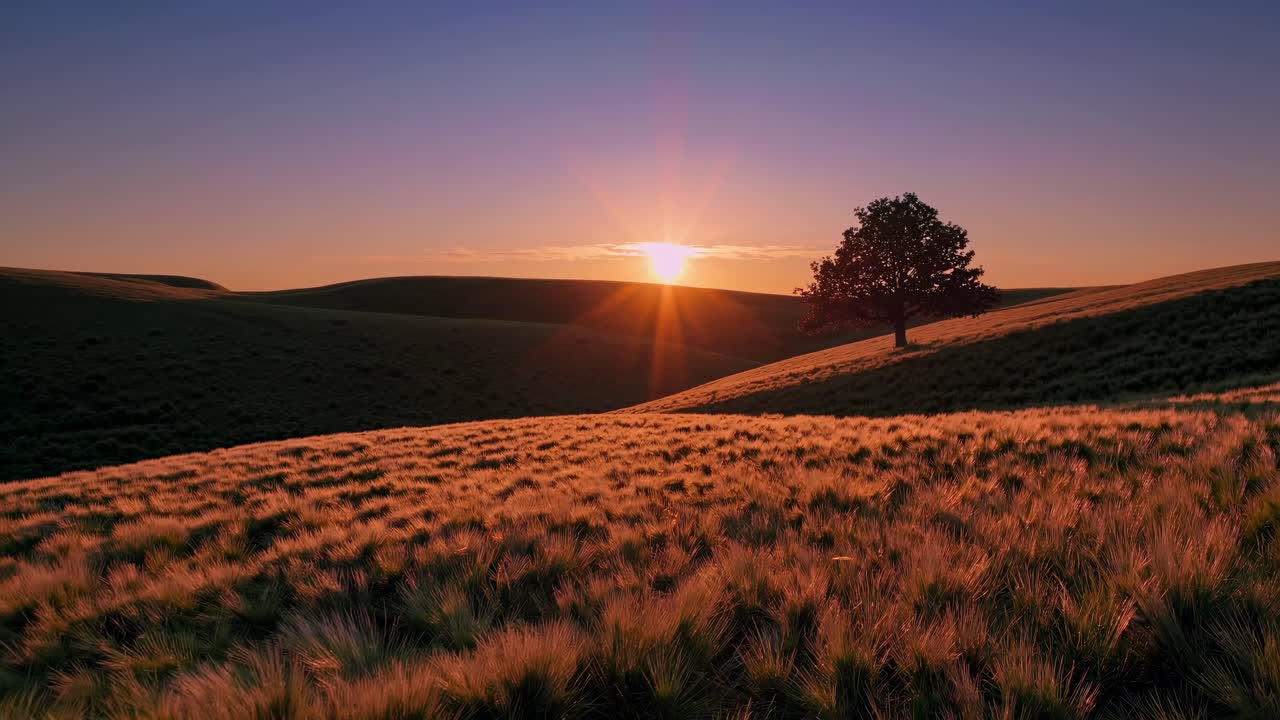 A serene landscape video captures a lone tree at sunset. The low-angle shot emphasizes the golden