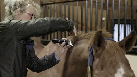 a close up slow motion shot of a caucasian female carefully shaving the hair on the crest of a horses neck with electric clippers in a stable