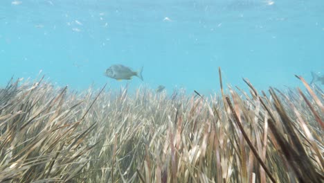 Filmische-Unterwasseransicht,-Die-Durch-Seegras-Und-Fischlebensraum-In-Einer-Unberührten-Wasserumgebung-Schwebt