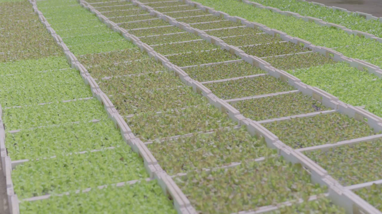 바닥 에 있는 상자 에 많은 수 의 작은 사탕수수 식물 들