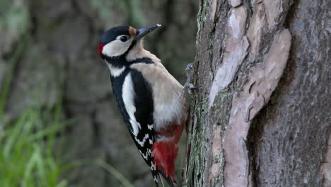 Pájaro-Carpintero-Manchado-Pone-Un-Frijol-En-Un-árbol-Para-Más-Tarde