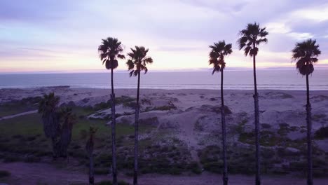 bonita vista aérea a través de palmeras revela una escena de playa de california 1