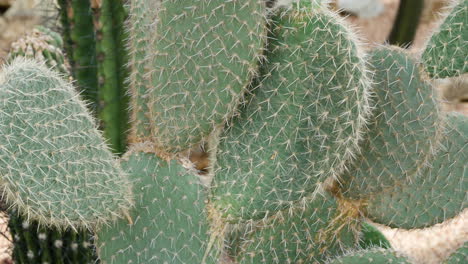 cactus opuntia cactus en el ecorium instituto nacional de ecología - bioma desierto