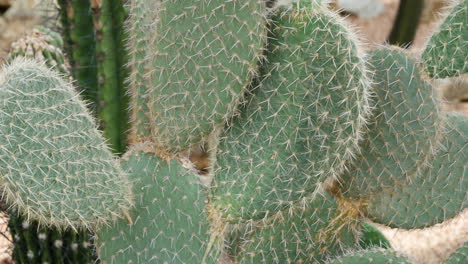 cactaceae opuntia kaktus im ecorium des nationalen instituts für ökologie - verlassenes biom