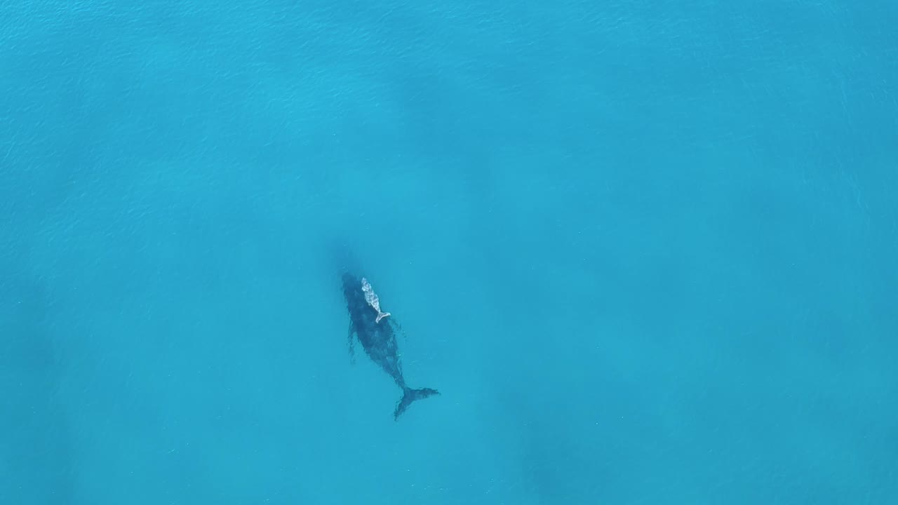 una ballena blanca bebé nadando junto a su madre