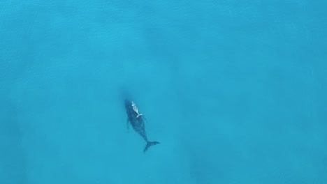 Ein-Weißer-Babywal,-Der-Neben-Seiner-Mutter-Schwimmt