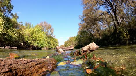 Sitting-centered-in-the-middle-of-some-fallen-logs,-leaves,---algae-as-water-rushes-past-on-either-side-of-camera