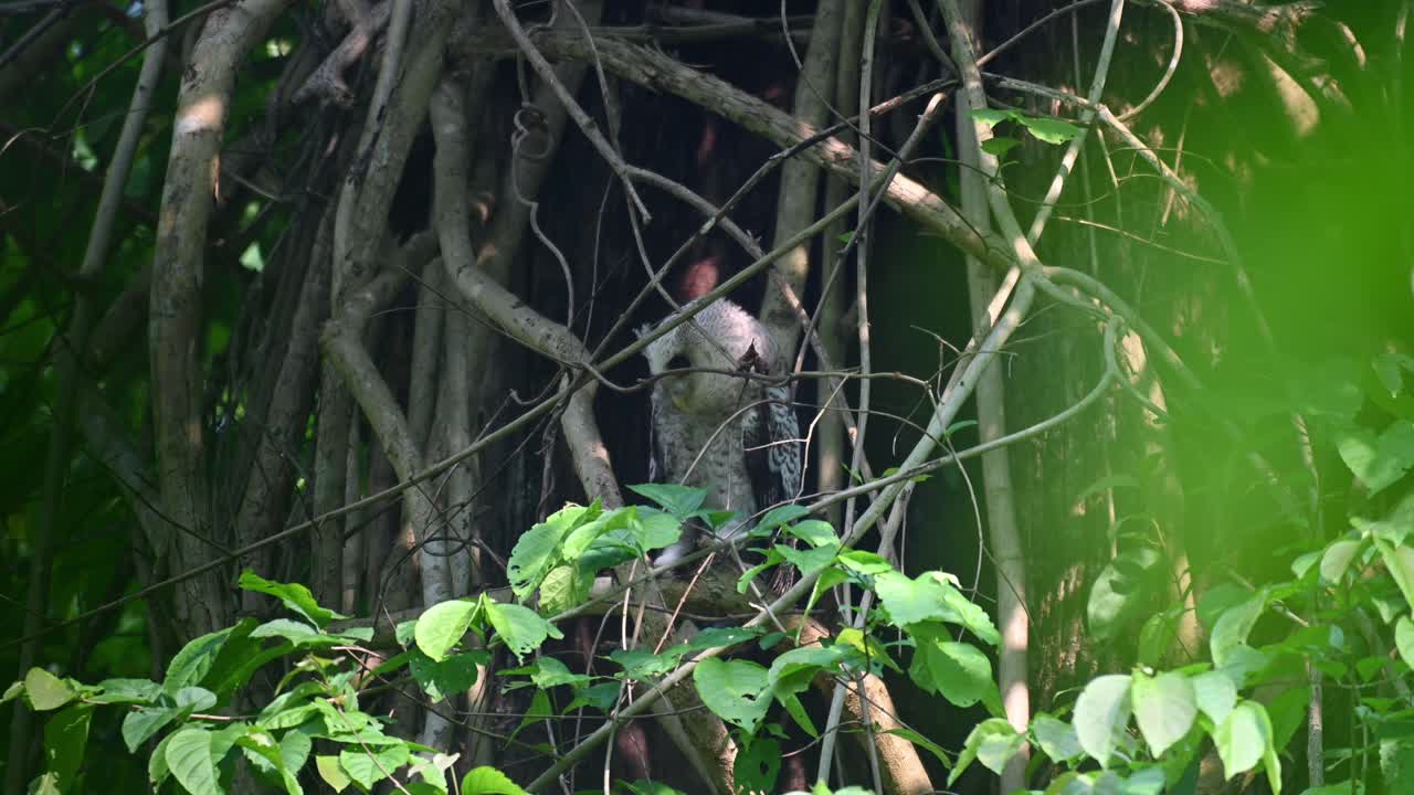 Seen looking down and towards its left while perched deep in the foliage, Spot-bellied Eagle-owl, Bubo nipalensis, Juvenile, Kaeng Krachan National Park, Thailand