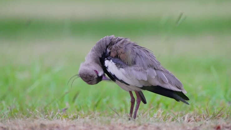 Wild southern lapwing, vanellus chilensis, standing still on the ground, preening the feathers on its breast and underwing against green grassland background, static close up shot