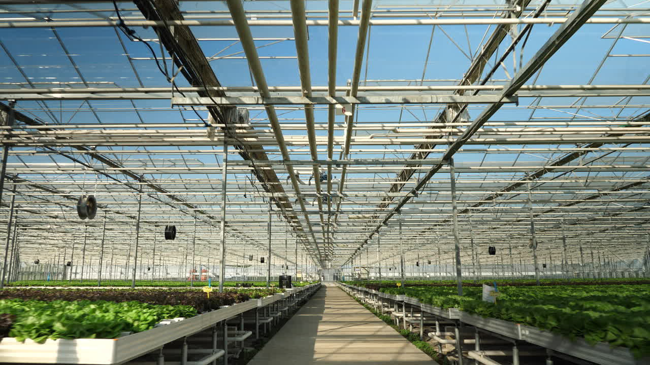 Inside a Modern Greenhouse: Hydroponic Farming