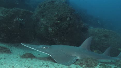 a close-up view of a white spotted shovelnose ray resting on the sandy ocean floor in clear blue tropical water