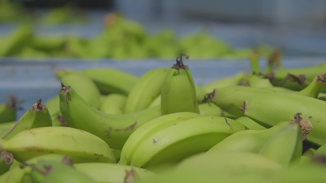 los plátanos verdes en el contenedor están listos para ser comercializados