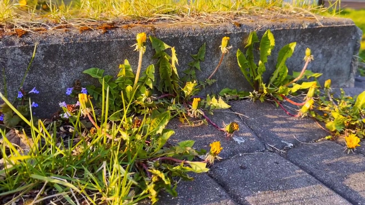 Tarassaco e piccoli fiori selvatici che crescono accanto a blocchi di pavimentazione e un cordolo sotto la luce dorata del sole, mostrando erbacce urbane e la crescita naturale primaverile.