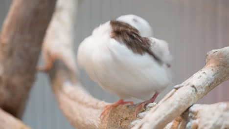 perching society finch on wood preening