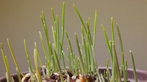 lapso de tiempo de cultivo del trigo en la olla