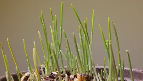 timelapse of wheat growing in the pot