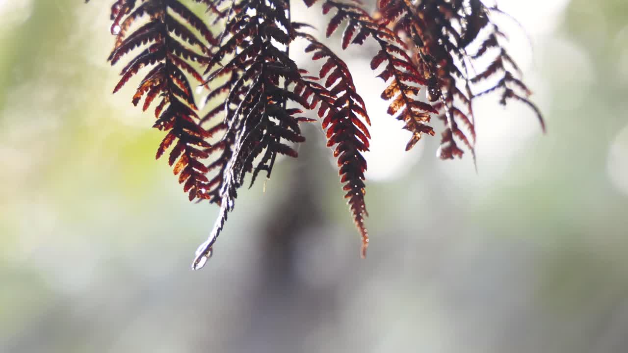 gotas de lluvia colgando de la hoja de helecho en el bosque tropical
