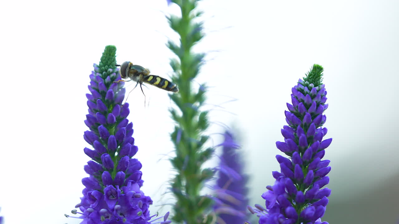 пчела летит к лаванде.