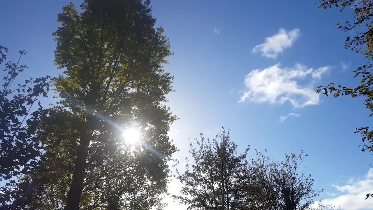 El sol asomándose a través de un árbol alto mientras sopla el viento. El árbol meciéndose con el viento dejando pasar el sol entre las hojas.