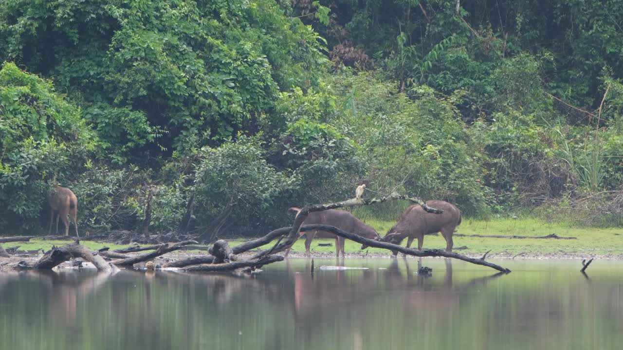 ciervo sambar, rusa unicolor, tailandia