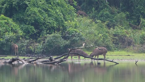 Sambar-Deer,-Rusa-unicolor,-Thailand