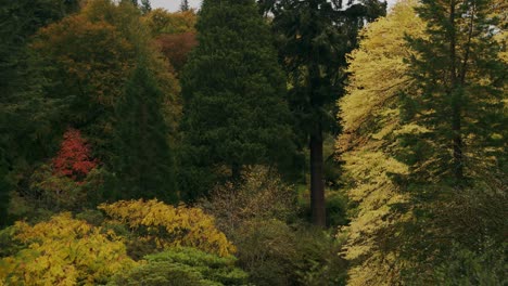 Hermosa-Escena-Otoñal-Mientras-Los-árboles-Del-Parque-Arrojan-Hojas-Doradas-En-El-Viento