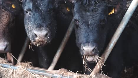 close up of three young cows eating on a livestock farm