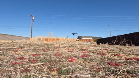 Ravens-find-a-field-with-rotting-meat-to-feed-on-on-a-bright,-sunny-day