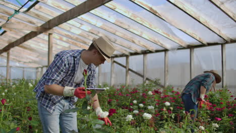 modern small flower growing business. colleagues florists work together with tablet computers in a greenhouse. 2 modern gardeners inspect flower buds together