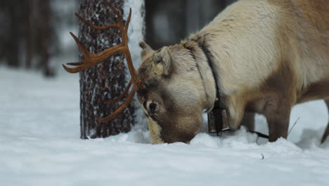 Reno-Norbotten-Adulto-Cavando-En-Busca-De-Líquenes-En-El-Nevado-Bosque-De-Laponia-Sueca