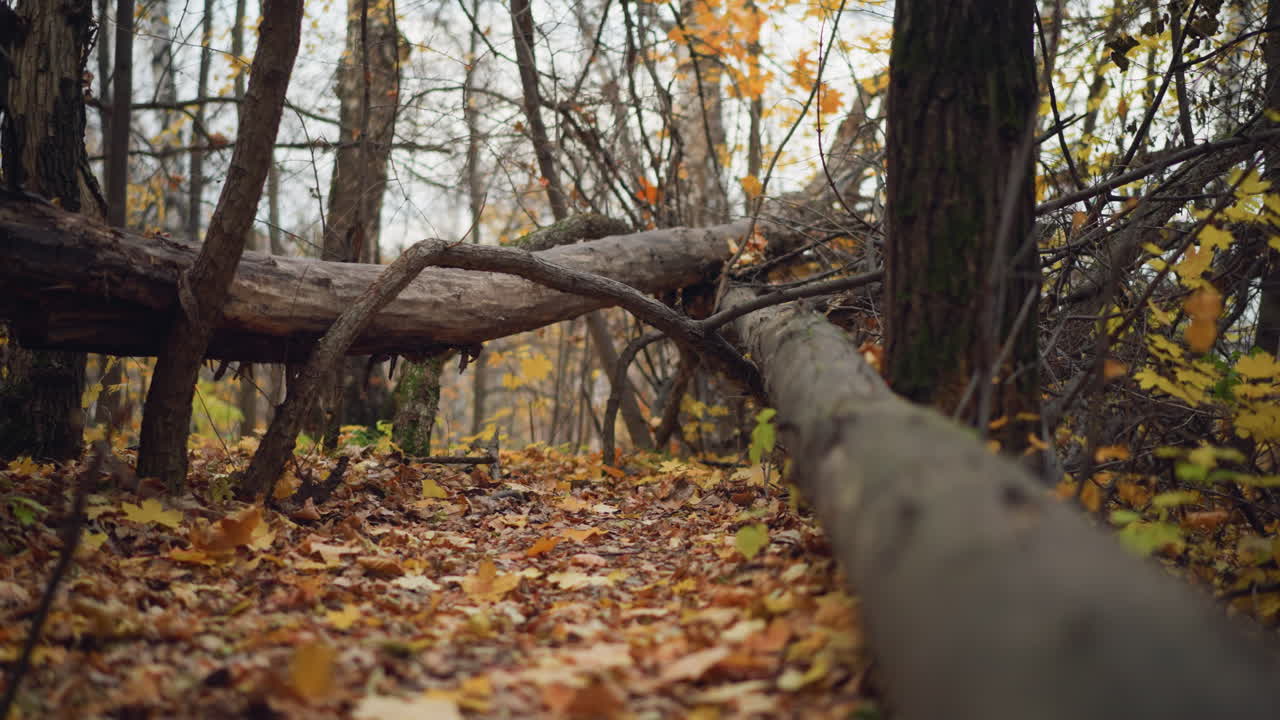 Serene autumn forest scene with fallen trees lying across a woodland path, surrounded by tall trees with golden leaves, dry foliage covers the ground