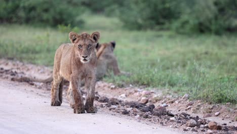 A-curious-lion-cub-of-the-famous-Birmingham-Pride-intensely-stares-into-the-distance-before-sunrise-in-Kruger-National-Park,-South-Africa