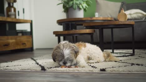 Boomer-dog-on-living-room-rug-sniffing-and-licking-chewy-treat,-medium-shot