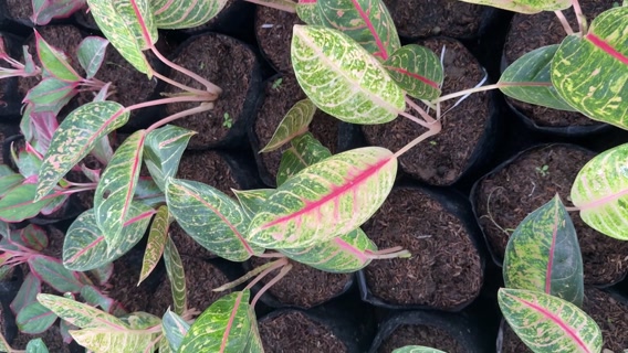 about philodendron micans Philodendron micans  Foliage Factory
