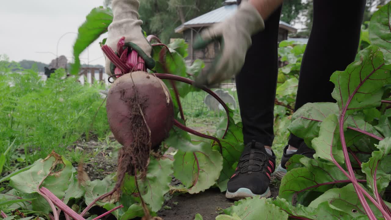 비트 뿌리 식물의 피부에 달라붙은 흙을 수확하고 제거하는 사람