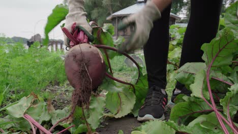 Persona-Cosechando-Y-Quitando-Tierra-Adherida-A-La-Piel-De-La-Planta-De-Remolacha