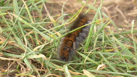 Close-up-of-a-Fox-Moth-caterpillar-on-the-move
