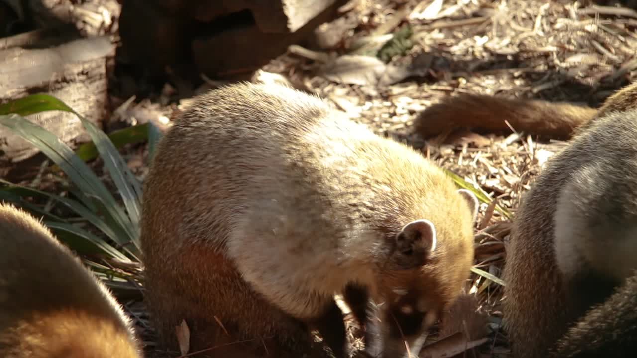 Coatimundi scavenging in shrubs along with mates,