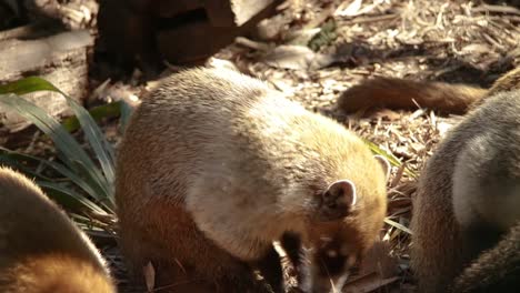coatimundi scavenging in shrubs along with mates,