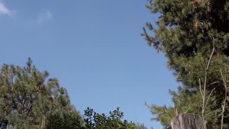 Slow-motion-shot-of-Monarch-Butterfly-passing-near-the-camera