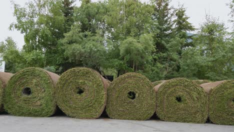 Grass-rolls-turf-medium-static-Rockies-Banff-Alberta-Canada