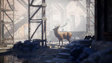 Wild-deer-rooming-around-the-streets-in-abandoned-city