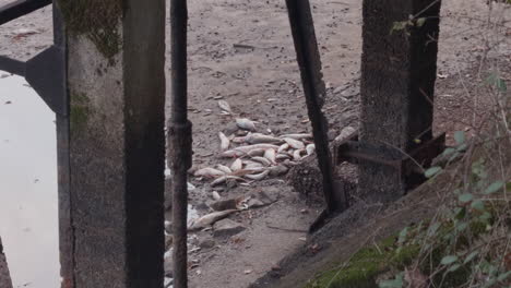dead fish lie on the muddy pond bed in la mer rouge near rosnay, france after fish gathering season
