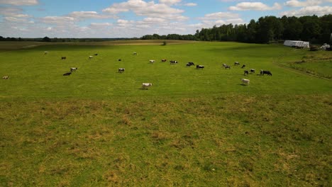 aerial shot of the animals grazing in the green field on a sunny day
