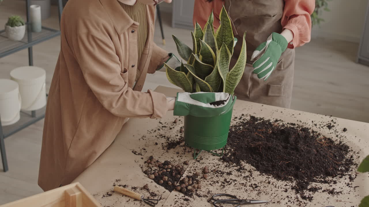 Women Transplanting Succulent into Flower Pot